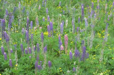 Montana Roadside Lupines