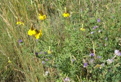 Montana Roadside Bouquet