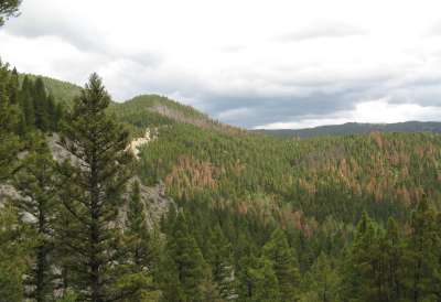 Microburst Results in Rock Creek Canyon