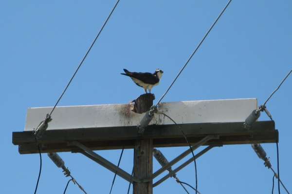 Osprey with Catch from Columbia River