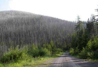 Dying Section in Lolo NF East of Missoula