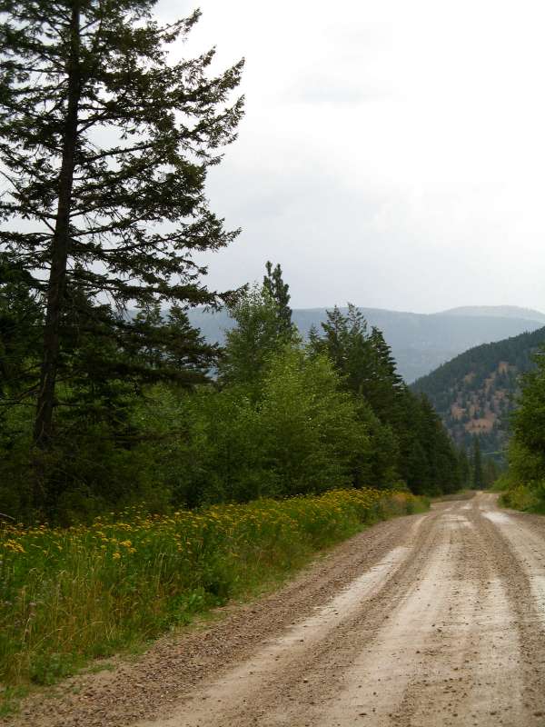 Pattee Canyon Tansies