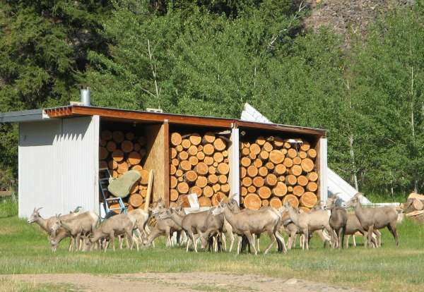 Herd of Young Big Horn Ewes