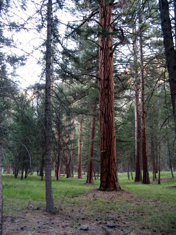 Pine Forest: Thinned and Burned