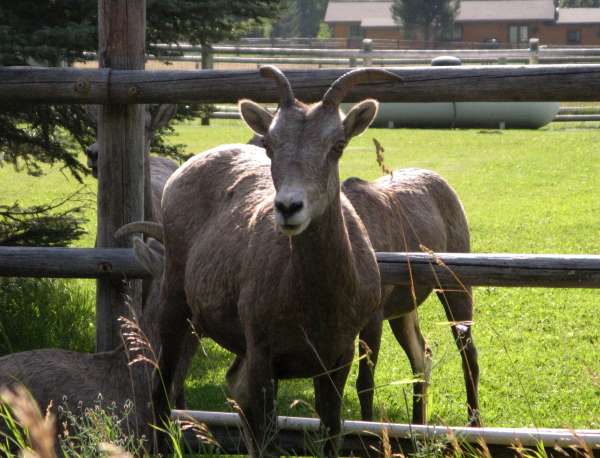 Young Big Horn Sheep Rams