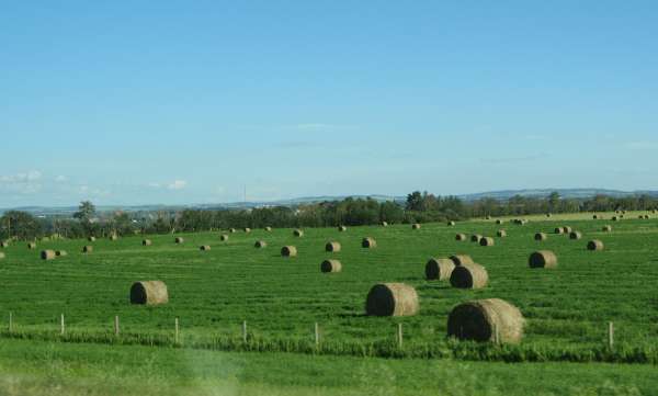 Back to the Prairie Hay Fields, AB