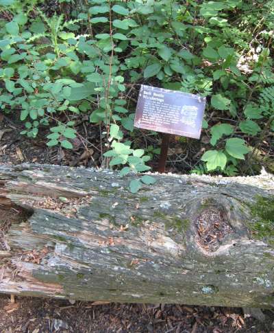 Bark Beetles are Part of the Process