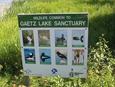 Gaetz Lake Sanctuary Wildlife