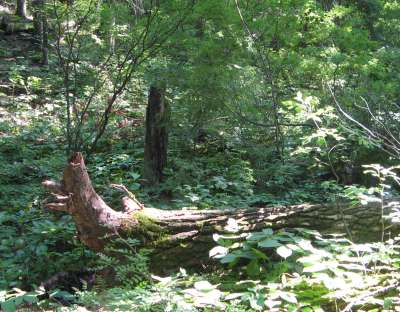 Dead Logs Can Be Art, Too