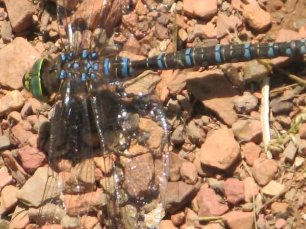 Blue-eyed Darner Dragonfly