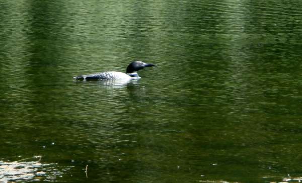 Common Loon