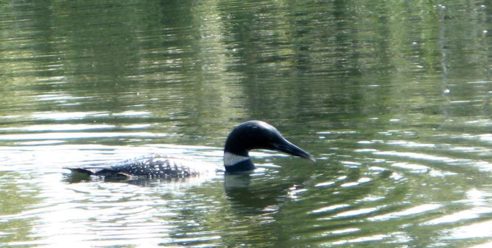Common Loon