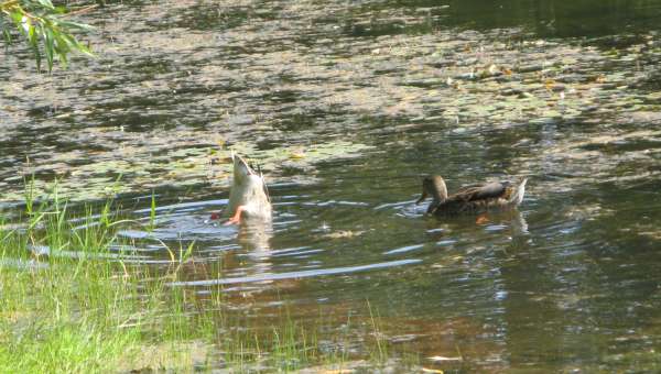 Mallards Bottom-Fishing