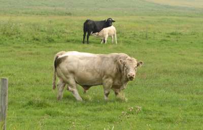 Bull, Cow, and Calf