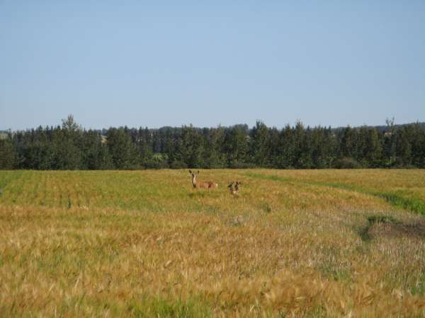 Deer Frolicking in Barley Field