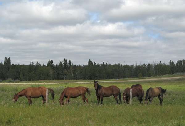 Nearby Horse Farm