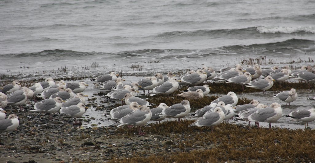 Gulls Waiting Out the Tide