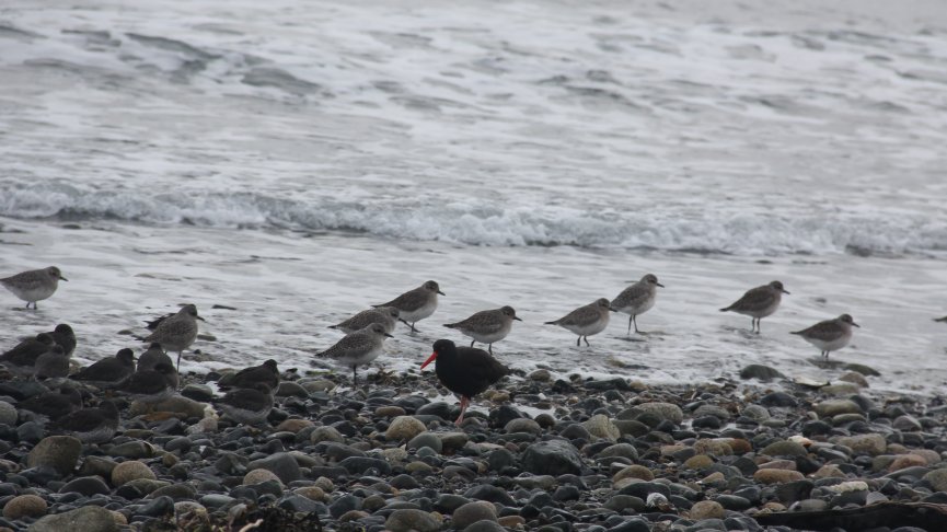 Sandpipers Waiting Out the Tide