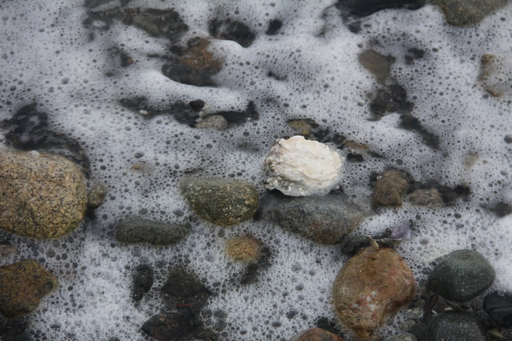 Oyster Shell in Tide's Foam
