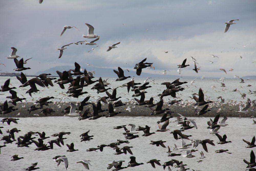 Brant Lifting at Parksville Beach