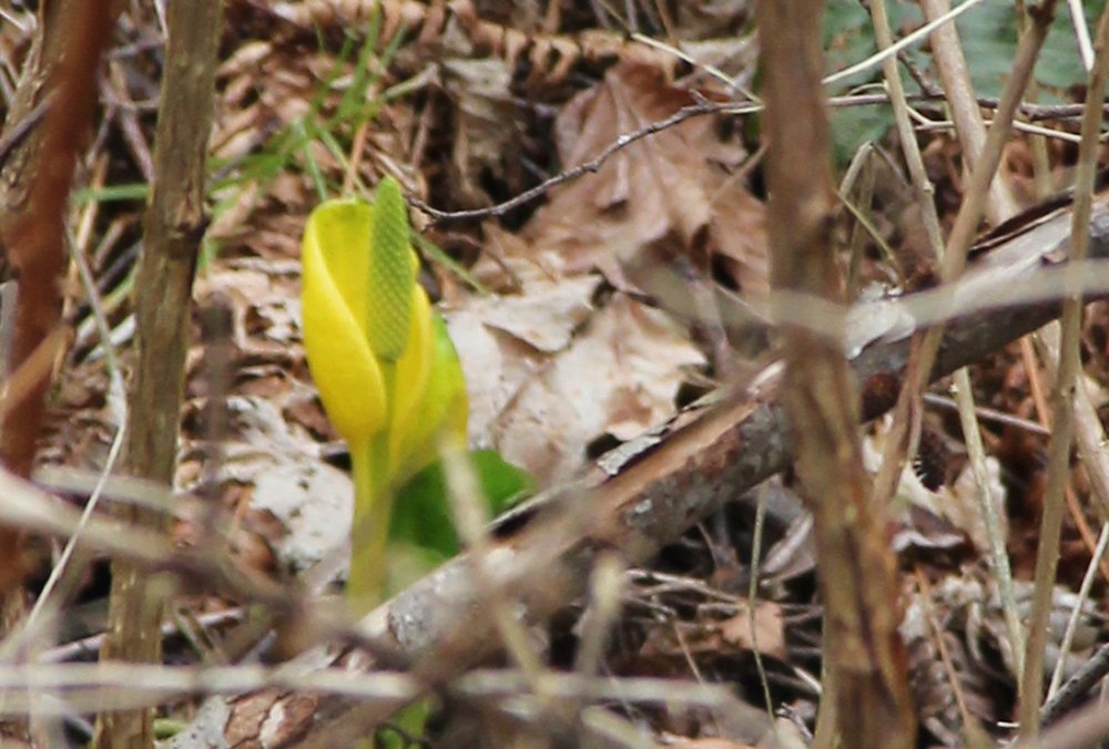 Swamp Cabbage Brightening the Undergrowth