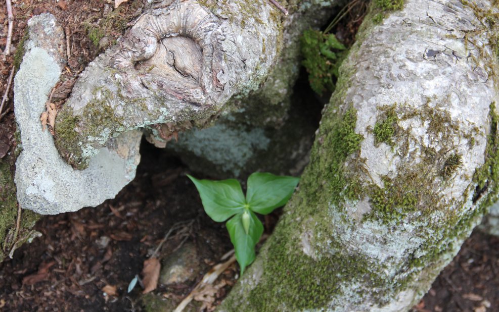 Trillium amid Roots