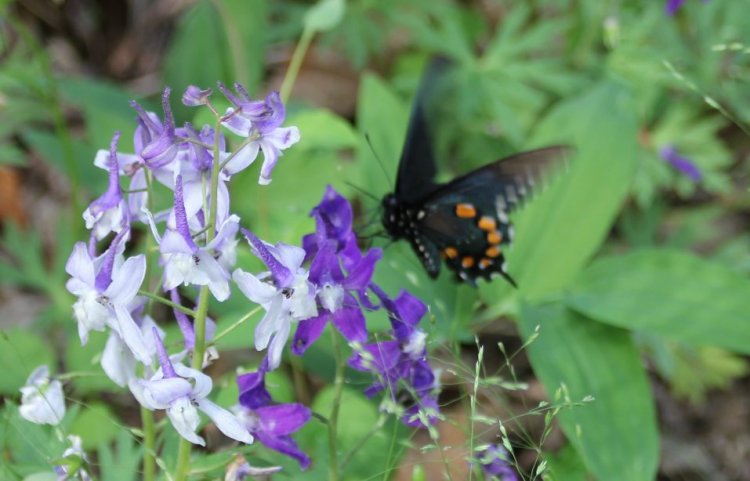 Spicebush Swallowtail Butterfly on Larkspur