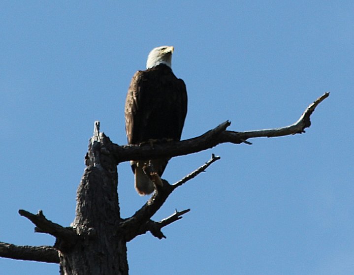 Bald Eagle on Watch