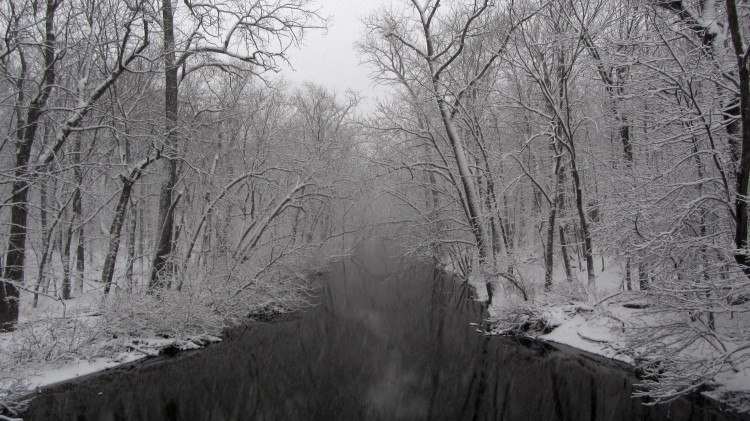 North Branch, Chicago River, in Harms Woods