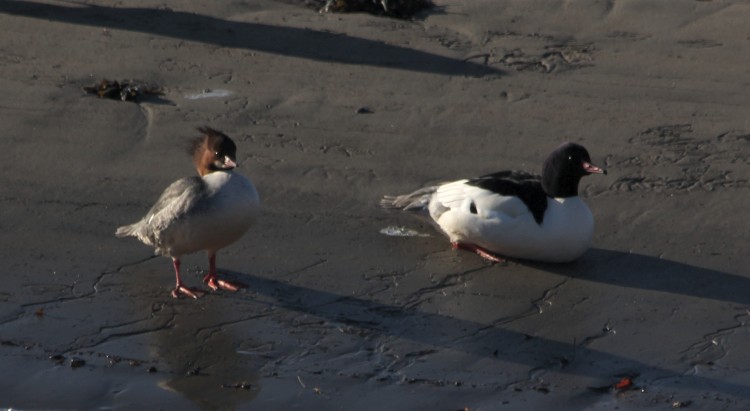 Common Merganser Pair, female and male
