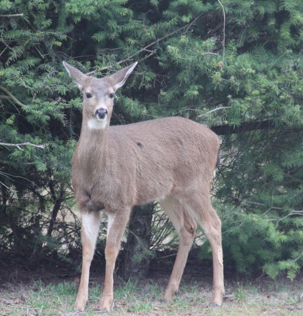 Black-tail Deer