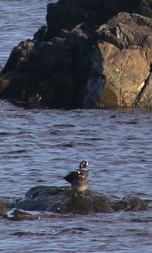 Harlequin Ducks Resting