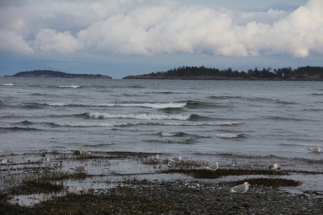 Gulls Digging Shellfish as Tide Falls
