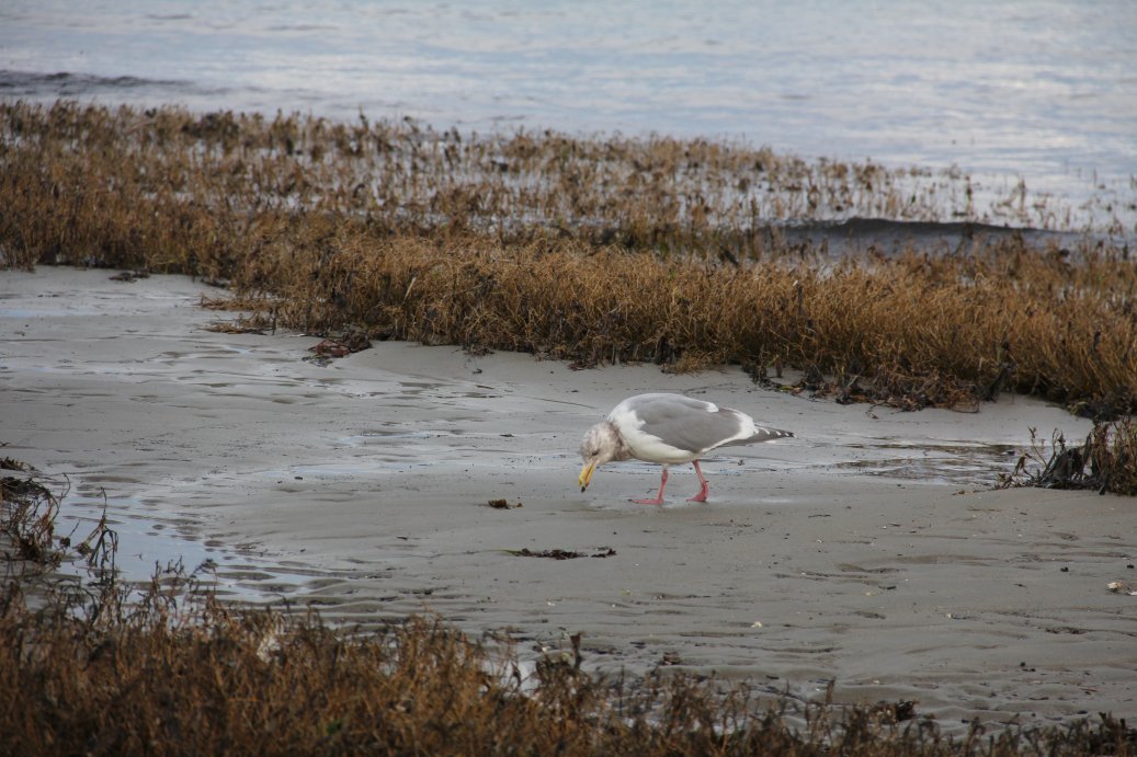 Gull Feasting in Tidal Pool