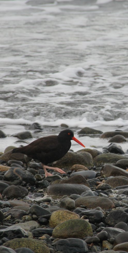 Black Oystercatcher Digging for Shellfish