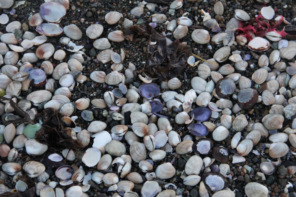 What a Waste of Good Clams ...