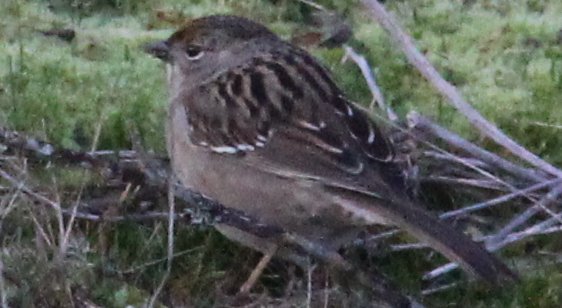 Chipping Sparrow?  Please help me remove the question mark.